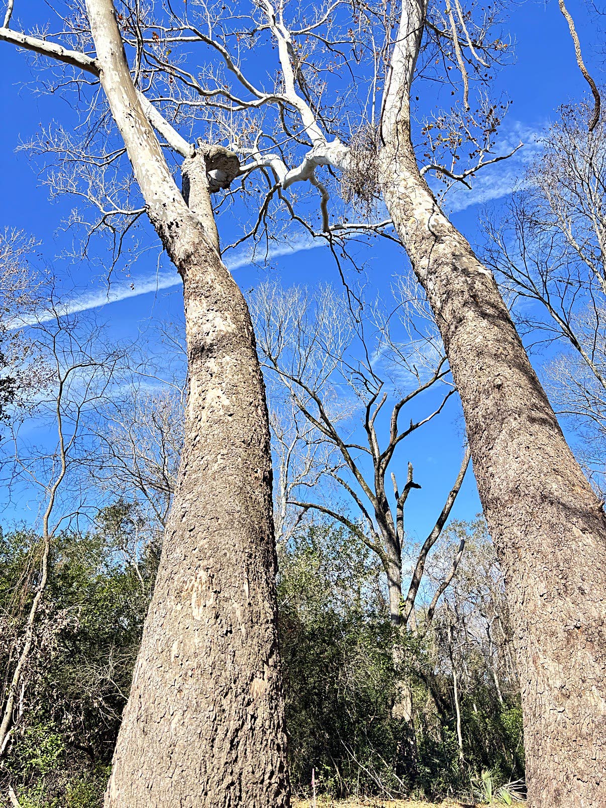 Beneath the Vow Trees