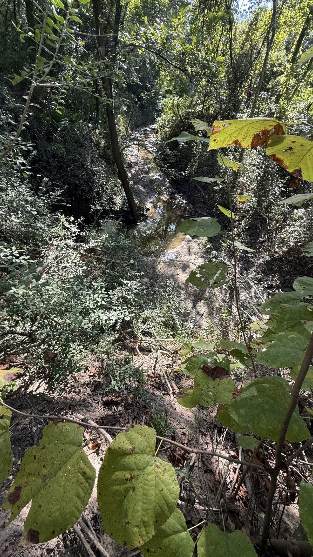 The creek corridor
