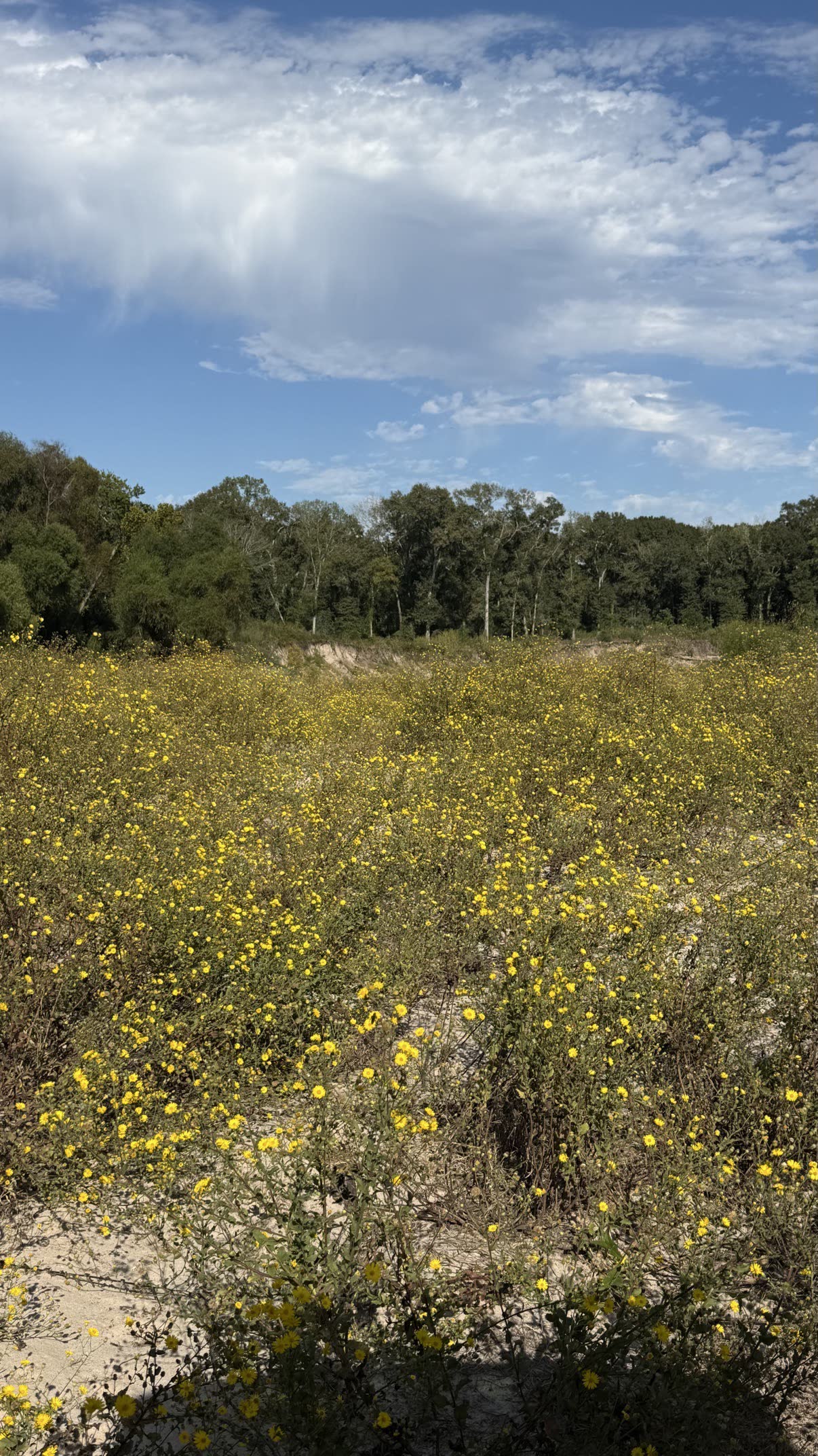 A sea of yellow wildflowers blooming across the white sand