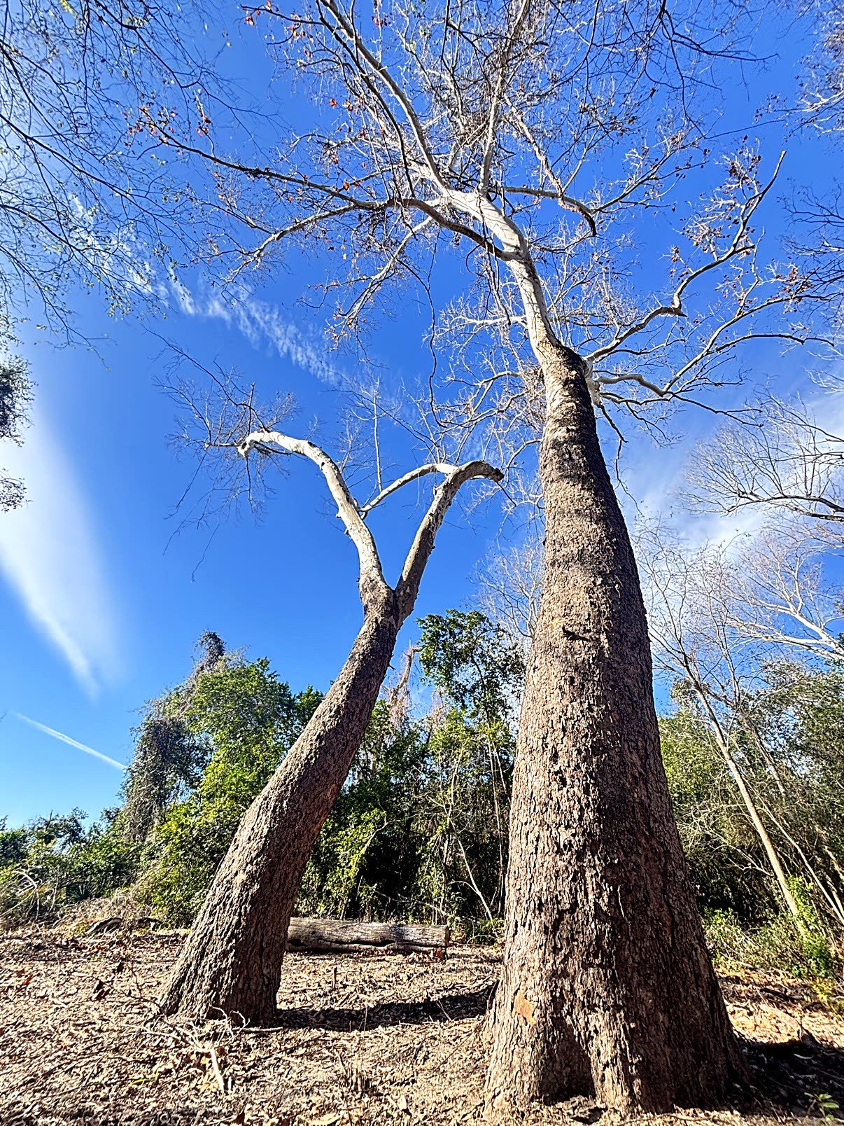 Real photo of the two monumental sycamore trees, the Vow Trees